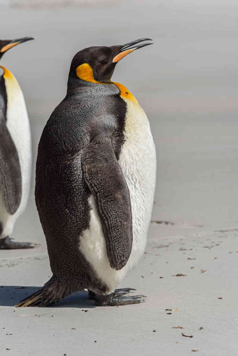 Pingüino Rey - islas Falkland o Malvinas 05.jpg